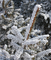 Image showing The branches of the spruce in frost.