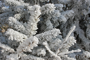 Image showing The branches of the spruce in frost.