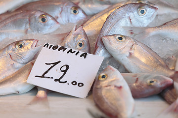 Image showing Fish at Aegina market