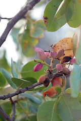Image showing Pistachios growing on a tree