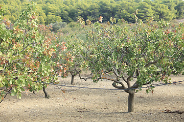 Image showing Pistachio grove