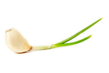 Image showing Clove of garlic on a white background