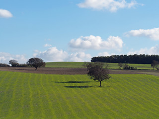 Image showing green meadow and field , autumn