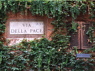 Image showing Ivy or vine covered wall in Rome