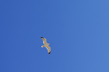 Image showing Seagull hover in clear blue sky