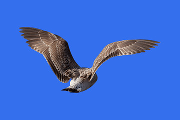 Image showing Flying seagull