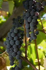 Image showing Grape.