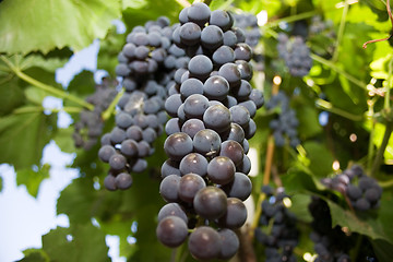 Image showing Grape.