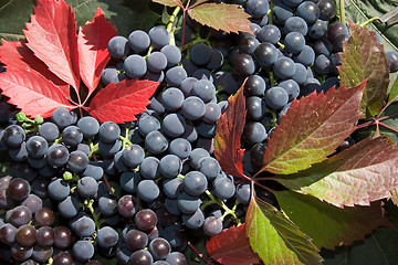 Image showing Grape.
