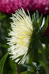 Image showing Aster.