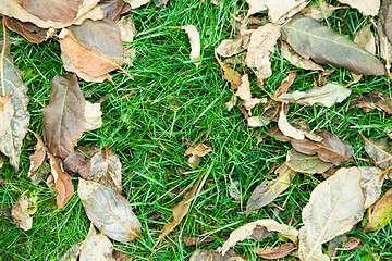 Image showing Green grass and fallen leaves