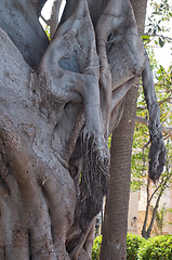 Image showing Heart shape in ficus trunk in Cadiz