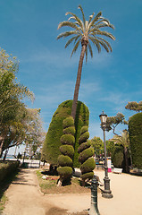 Image showing Palm trees and conifers in Cadiz