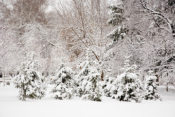 Image showing After snowstorm