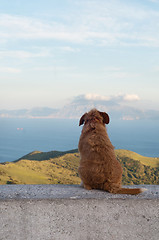 Image showing Lonely dog watching on Gibraltar