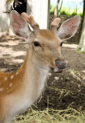 Image showing Young deer - one year.