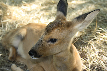 Image showing Young deer. Was born one month ago.