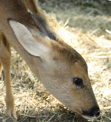 Image showing Young deer. Was born one month ago.