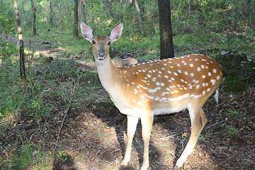 Image showing Female of a spotty deer in wood.