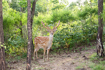 Image showing Graceful animal - a spotty deer with the big horns.