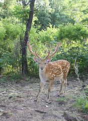 Image showing Graceful animal - a spotty deer with the big horns.