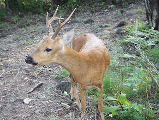 Image showing Russia. A taiga. An animal - a wood goat