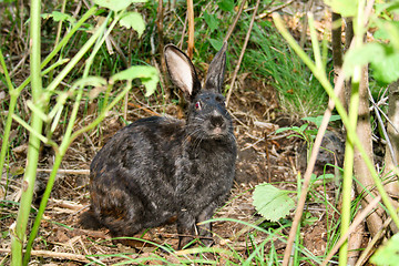 Image showing Hare. Dense wood - the house for a hare.