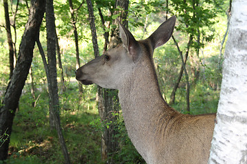 Image showing Large animal - a version of a deer (a wood cow).