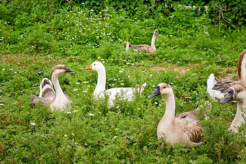 Image showing The flight of house geese has a rest.