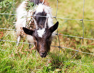 Image showing Head of lamb or sheep stuck in wire fence