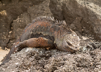 Image showing Galapagos marine iguana on volcanic rocks