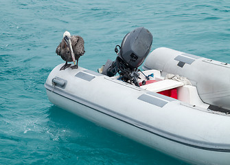 Image showing Galapagos Pelican sitting on inflatable raft