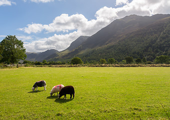 Image showing Sheep graze near Buttermere Lake District