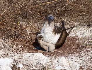 Image showing Curious blue footed booby seabird and chick