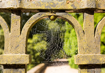 Image showing Dew glistening cobweb on gate