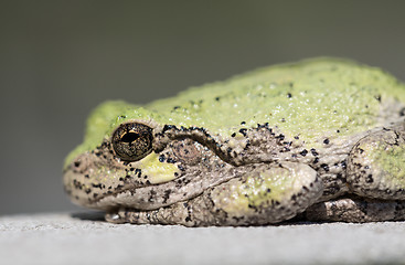 Image showing Narrow focus on eye of bullfrog or frog