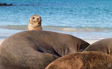 Image showing Small baby seal among others on beach