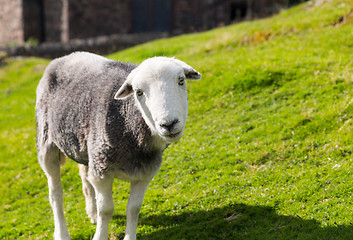 Image showing Sheep curious stare at camera
