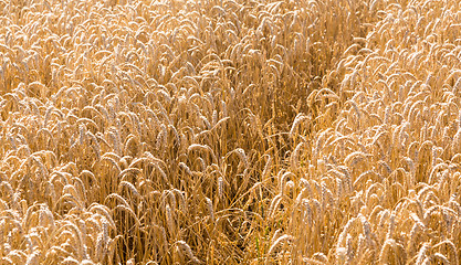 Image showing Ears of corn in fields of England