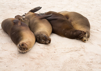 Image showing Four galapagos seals in a row on beach