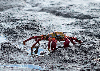 Image showing Red Rock crab or Sally Lightfoot