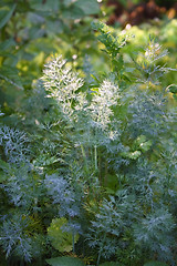 Image showing Fennel grass in dew