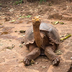 Image showing Large Galapagos giant tortoise