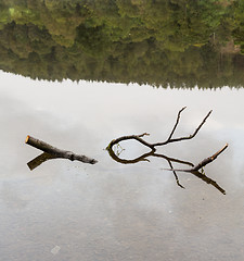 Image showing Reflection of branch in Coniston Water 