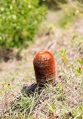 Image showing Turk's Cap cactus on St Martin