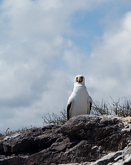 Image showing Curious nazca booby seabird on Galapagos