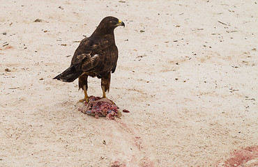 Image showing Galapagos Hawk with freshly killed iguana