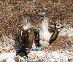 Image showing Two blue footed booby seabirds and chicks