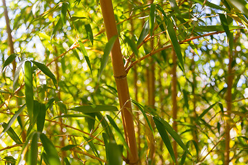 Image showing Stem or trunk of bamboo wood and leaves