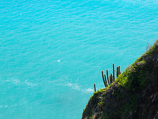 Image showing Pipe cactus frames view of ocean